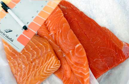 Wild salmon and farm raised salmon with colorants