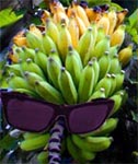 sunburn bananas with sunglasses