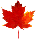 red autumn maple leaf
