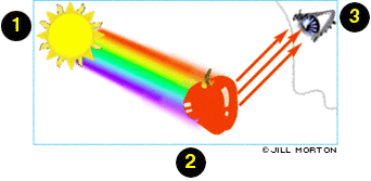 Diagram of how the eye sees color