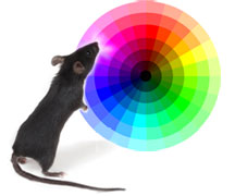 mouse and color wheel