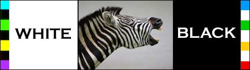 Are black and white colors? Zebra?