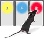 test de la vision des couleurs pour les souris