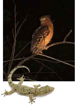 owl and gecko  - night vision