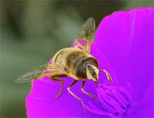 Abeja y flor