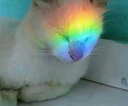 Cat and rainbow - subscribe to the Color Matters newsletter